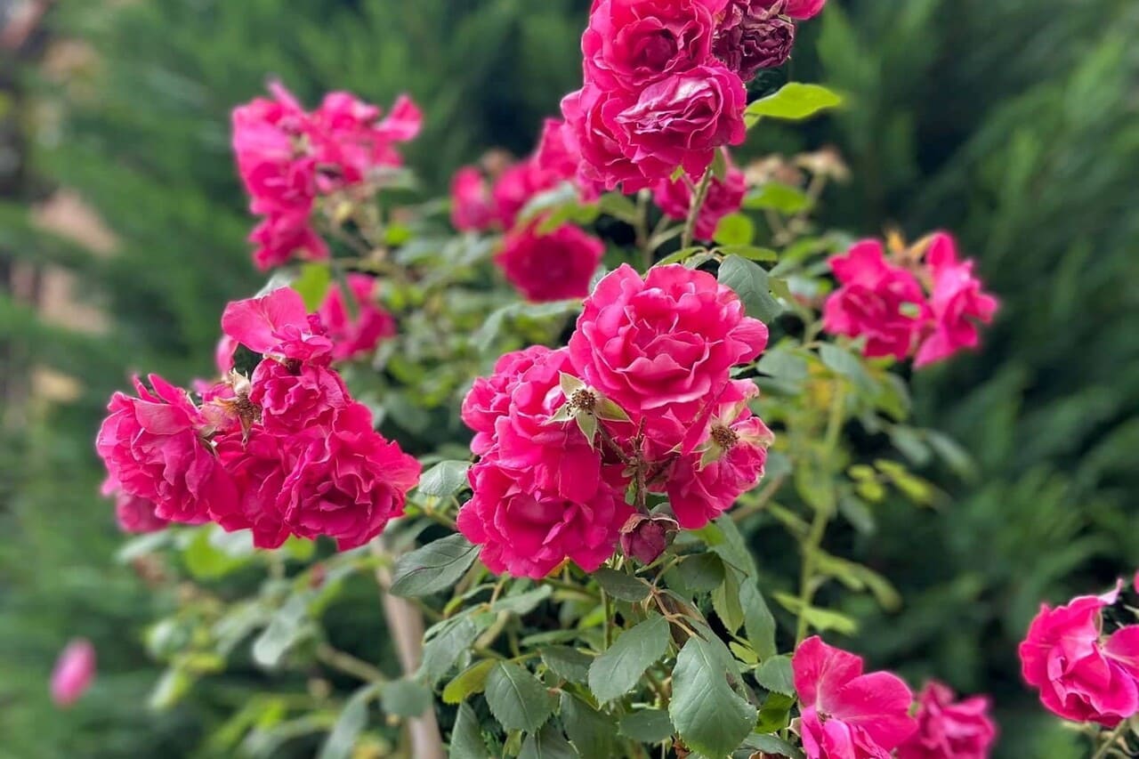Le rose di Villa Rosa Ricci